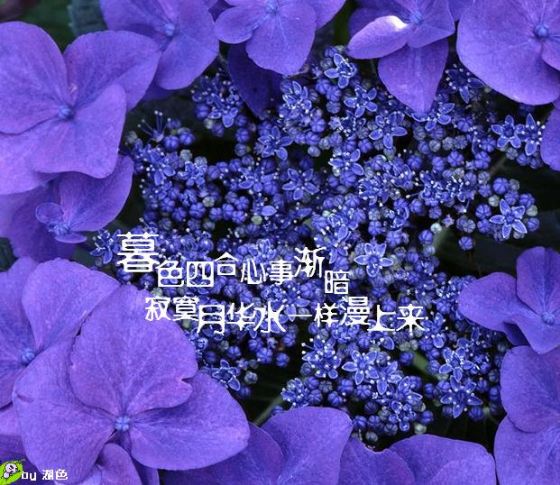 唯美的伤感