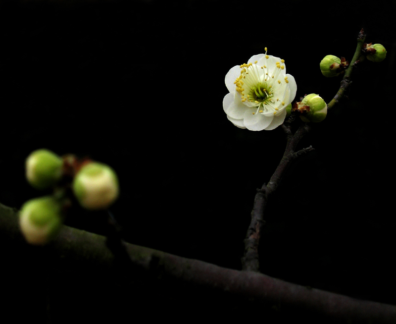 梅花一组