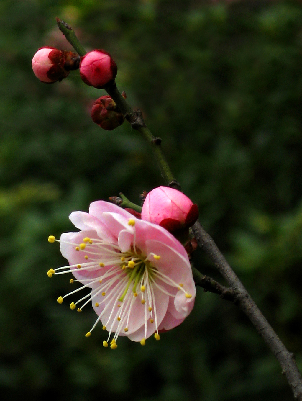 梅花一组