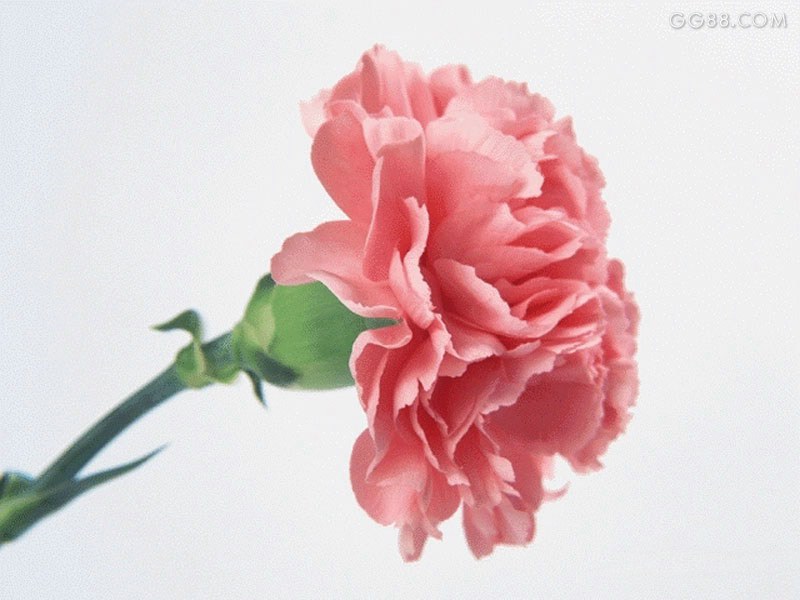 [原创]母亲节的起源和标志