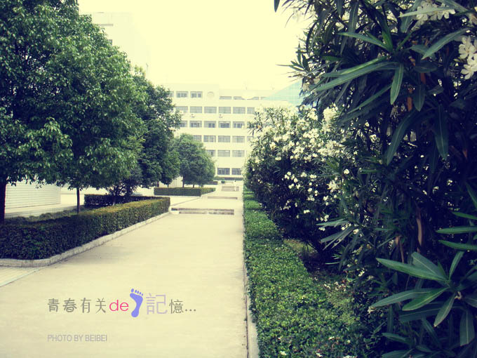 【母校40图】青春有关的记忆
