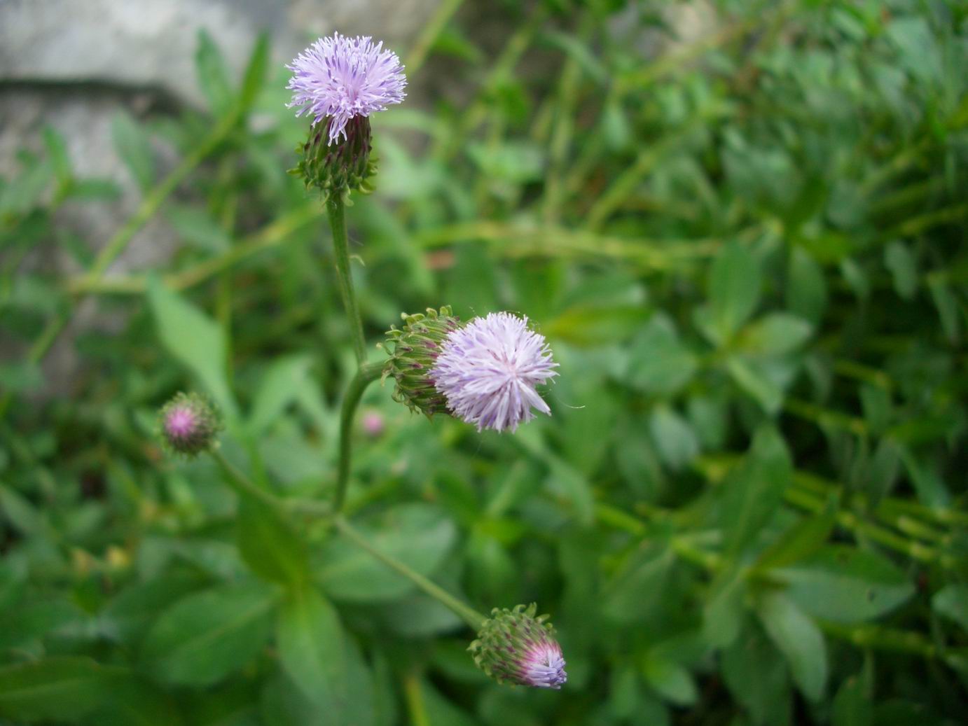 能看出是学校哪里的花吗、。[